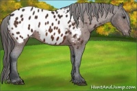 Horse Color:Bay Appaloosa 