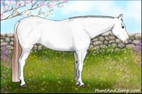 Horse Color:White Spotted Bay Appaloosa 