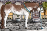 Horse Color:White Spotted Red Roan 