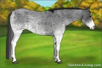 Horse Color:White Spotted Blue Roan 