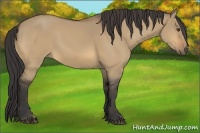Horse Color:Buckskin Dun Sabino