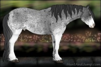 Horse Color:White Spotted Blue Roan 