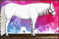 Horse Color:Liver Chestnut Pearl Sabino Appaloosa Rabicano