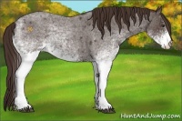 Horse Color:White Spotted Liver Red Roan