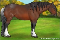 Horse Color:White Spotted Bay 