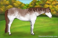 Horse Color:White Spotted Red Roan 