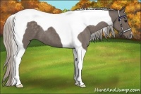 Horse Color:Silver Blue Roan Tobiano 