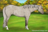 Horse Color:Silver Smoky Grullo Roan 
