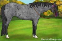 Horse Color:Blue Roan 