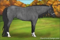 Horse Color:Blue Roan 