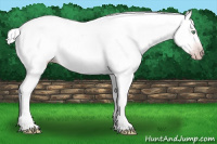 Horse Color:Gray Silver Amber Cream Champagne Roan Dun Splash Tobiano Frame Blanket Rabicano