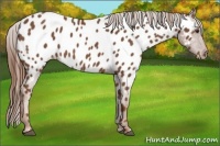 Horse Color:Chestnut Near Leopard 