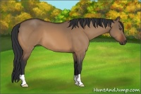 Horse Color:Bay Dun