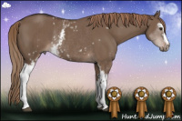 Horse Color:White Spotted Liver Red Dun Rabicano 