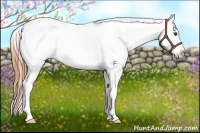 Horse Color:Buckskin Dun Splash Appaloosa
