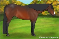 Horse Color:Bay Frame 