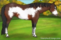 Horse Color:Bay Frame