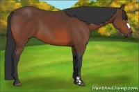 Horse Color:Bay Frame