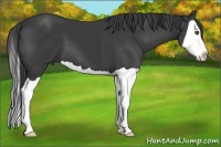 Horse Color:Smoky Black Splash 