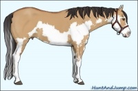 Horse Color:Bay Dun Splash Frame 