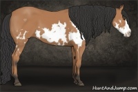 Horse Color:Bay Splash Frame