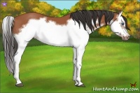 Horse Color:Bay Splash Frame