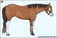 Horse Color:Bay Splash Frame