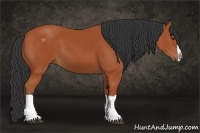 Horse Color:Bay Splash Frame