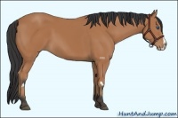 Horse Color:Bay Splash Frame 