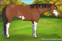 Horse Color:Bay Splash Frame