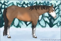 Horse Color:Buckskin Sabino Splash Rabicano