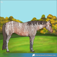 Horse Color:Bay Ice Appaloosa 