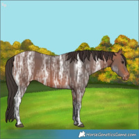 Horse Color:Bay Ice Appaloosa 