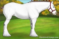 Horse Color:White Spotted Buckskin Splash Appaloosa 
