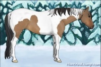 Horse Color:Bay Dun Tobiano