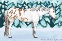 Horse Color:Bay Dun Tobiano Appaloosa