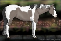 Horse Color:Grullo Splash Tobiano