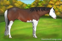 Horse Color:Bay Roan Splash 