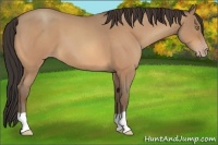 Horse Color:Amber Champagne Roan 
