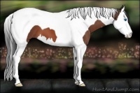 Horse Color:Bay Roan Splash Tobiano 