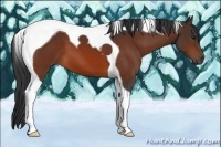 Horse Color:Bay Tobiano