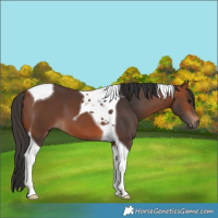 Horse Color:Bay Tobiano 