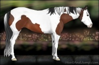 Horse Color:Bay Splash Tobiano