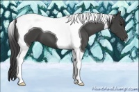 Horse Color:Smoky Black Tobiano