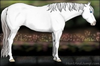 Horse Color:Black Splash Tobiano Appaloosa 