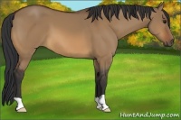 Horse Color:Bay Dun