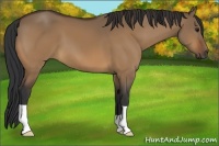 Horse Color:Bay Dun