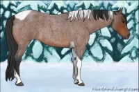 Horse Color:Bay Roan Tobiano