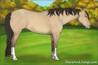 Horse Color:Amber Champagne Dun 