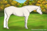 Horse Color:Cremello Splash  Brindle